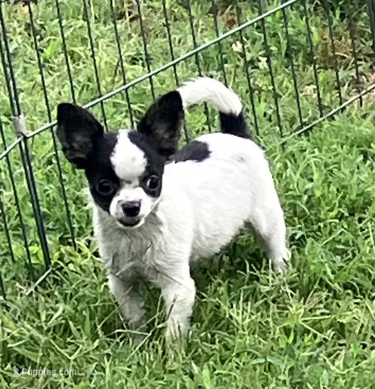 AKC Mel 1 – Chihuahua puppy for sale in Shawnee, OK