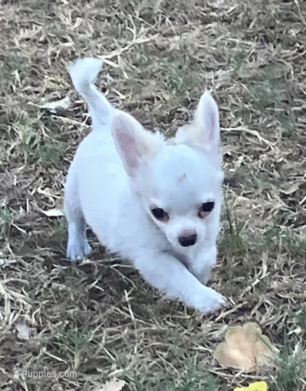 AKC Madox – Chihuahua puppy for sale in Shawnee, OK