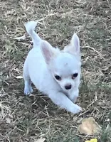 AKC Madox, a male Chihuahua for sale in Shawnee, OK – 1 of 4
