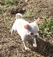 AKC Rolly, a male Chihuahua for sale in Shawnee, OK – 4 of 6