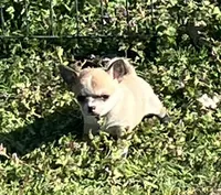 Tee 2, a male Chihuahua for sale in Shawnee, OK – Photo 4 of 4