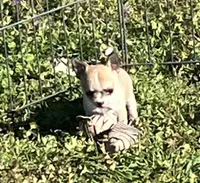 Tee 2, a male Chihuahua for sale in Shawnee, OK – Photo 2 of 4