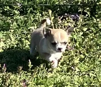 Tee 2, a male Chihuahua for sale in Shawnee, OK – Photo 3 of 4