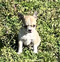 Tee 2, a male Chihuahua for sale in Shawnee, OK – Photo 1 of 4