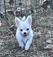AKC Madox, a male Chihuahua for sale in Shawnee, OK – 2 of 4