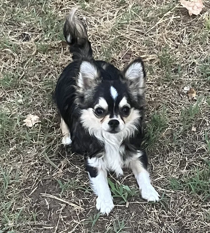 AKC Lenny – Chihuahua puppy for sale in Shawnee, OK
