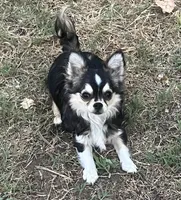 AKC Lenny, a male Chihuahua for sale in Shawnee, OK – 1 of 2