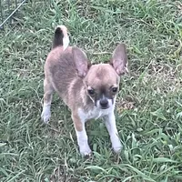 Champion Sired AKC Earl , a male Chihuahua for sale in Shawnee, OK – 4 of 4
