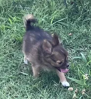 Champion Sired AKC Ernest, a male Chihuahua for sale in Shawnee, OK – 3 of 3