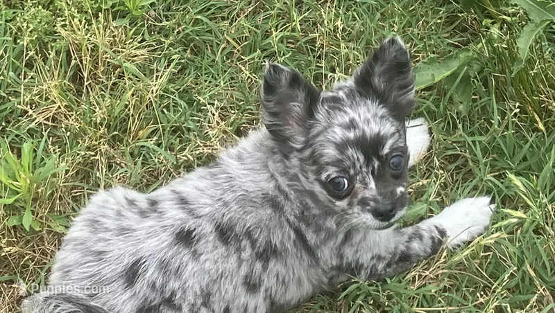 AKC Lana – Chihuahua puppy for sale in Shawnee, OK