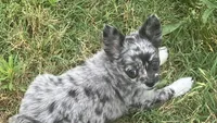 AKC Lana, a female Chihuahua for sale in Shawnee, OK – 1 of 2