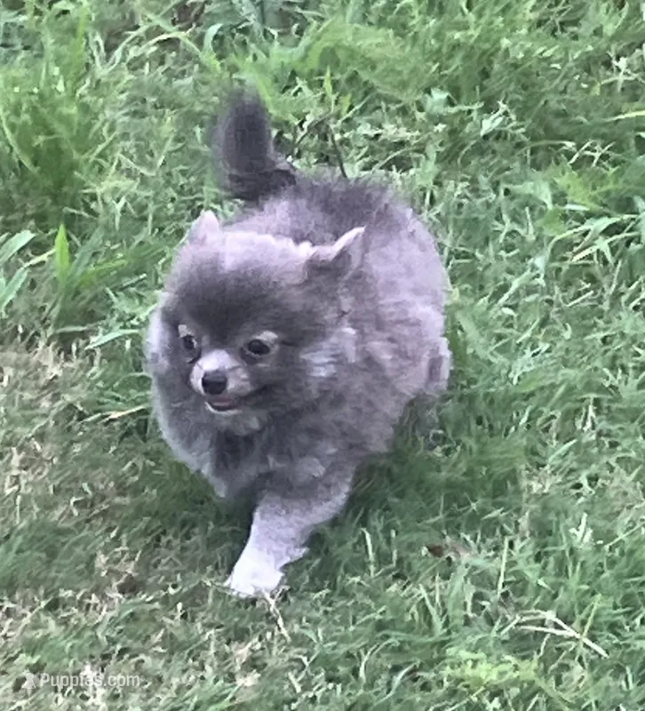 AKC Katie’s Blu – Chihuahua puppy for sale in Shawnee, OK