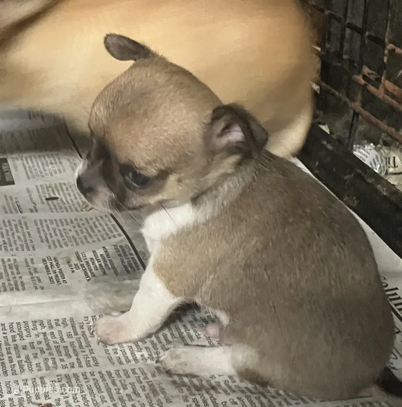 Champion Sired AKC Earl  – Chihuahua puppy for sale in Shawnee, OK