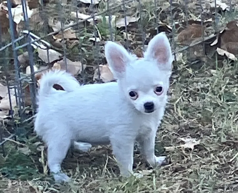 AKC Maranda – Chihuahua puppy for sale in Shawnee, OK