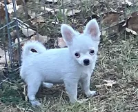 AKC Maranda, a female Chihuahua for sale in Shawnee, OK – 1 of 3