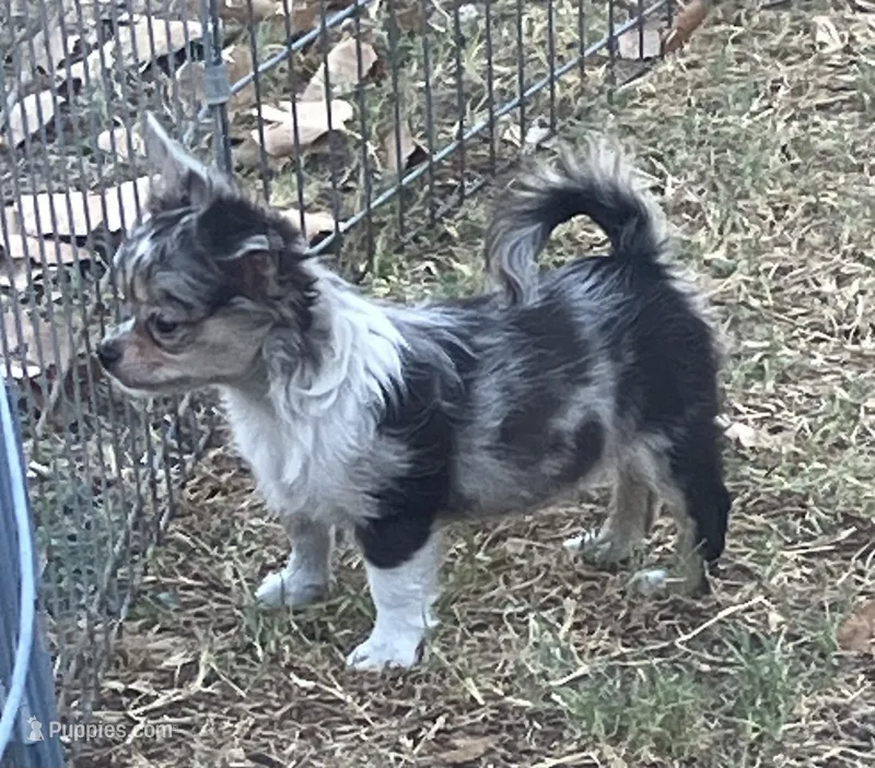 AKC Marbles – Chihuahua puppy for sale in Shawnee, OK