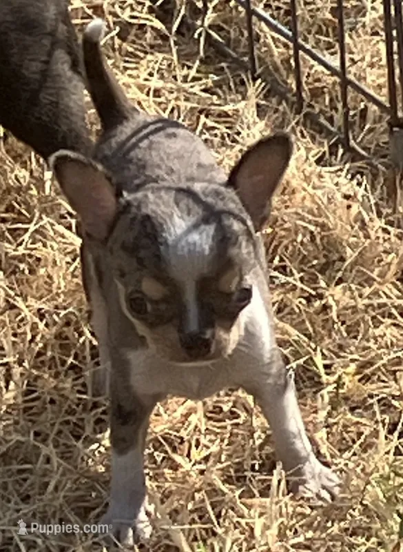 AKC Tiny Tot – Chihuahua puppy for sale in Shawnee, OK