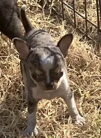 AKC Tiny Tot, a male Chihuahua for sale in Shawnee, OK – 1 of 2