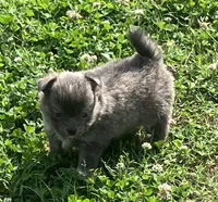 AKC Katie’s Blu, a male Chihuahua for sale in Shawnee, OK – 4 of 4