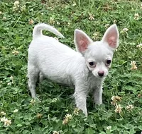 AKC Mary, a female Chihuahua for sale in Shawnee, OK – 2 of 2