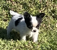 AKC Mel 2, a male Chihuahua for sale in Shawnee, OK – Photo 2 of 4