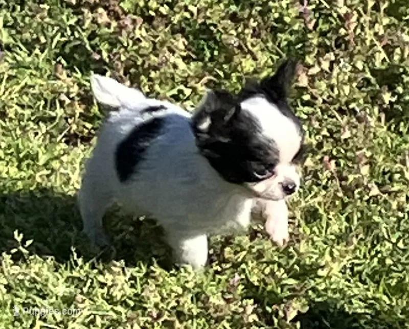 AKC Mel 2 – Chihuahua puppy for sale in Shawnee, OK