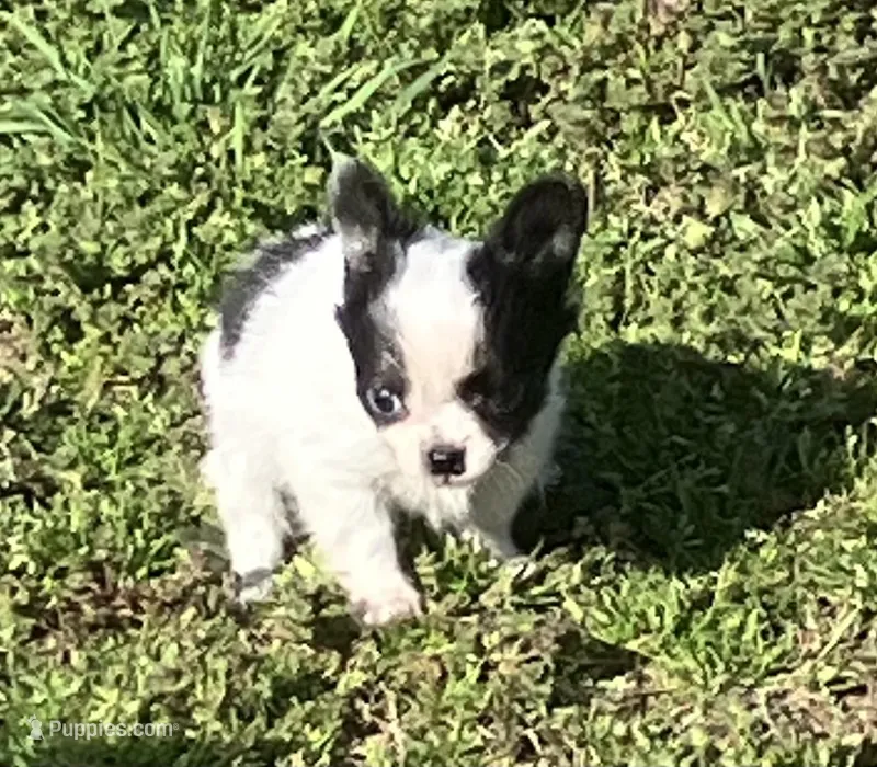AKC Mel 2 – Chihuahua puppy for sale in Shawnee, OK