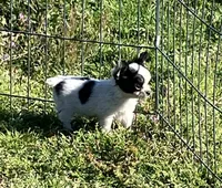 AKC Mel 2, a male Chihuahua for sale in Shawnee, OK – Photo 3 of 4