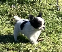 AKC Mel 2, a male Chihuahua for sale in Shawnee, OK – Photo 4 of 4