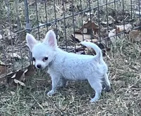AKC Madox, a male Chihuahua for sale in Shawnee, OK – 3 of 4
