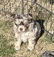 AKC Choco Merle LC, a male Chihuahua for sale in Shawnee, OK – Photo 2 of 2