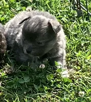 AKC Katie’s Blu, a male Chihuahua for sale in Shawnee, OK – 3 of 4