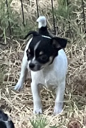 AKC Marlinda – Chihuahua puppy for sale in Shawnee, OK