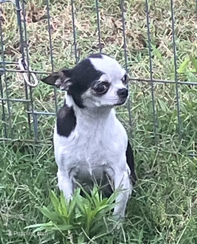 PET Kristen – Chihuahua puppy for sale in Shawnee, OK