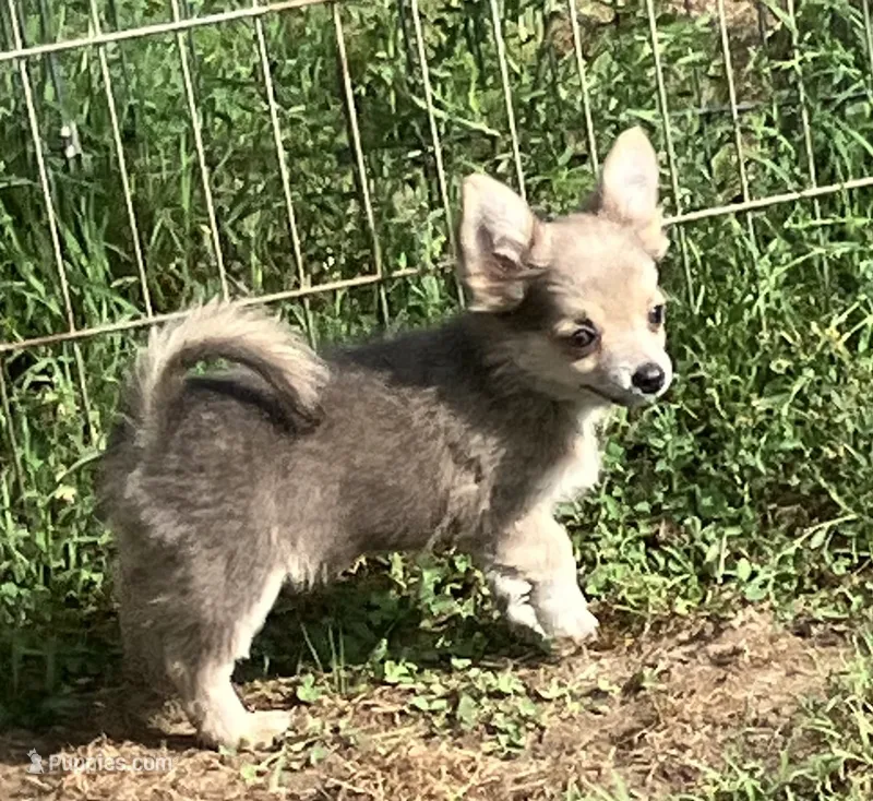 PET Blue Fawn – Chihuahua puppy for sale in Shawnee, OK