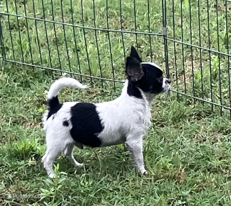 AKC Mel 1 – Chihuahua puppy for sale in Shawnee, OK