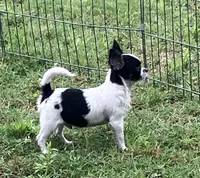 AKC Mel 1, a male Chihuahua for sale in Shawnee, OK – 1 of 2