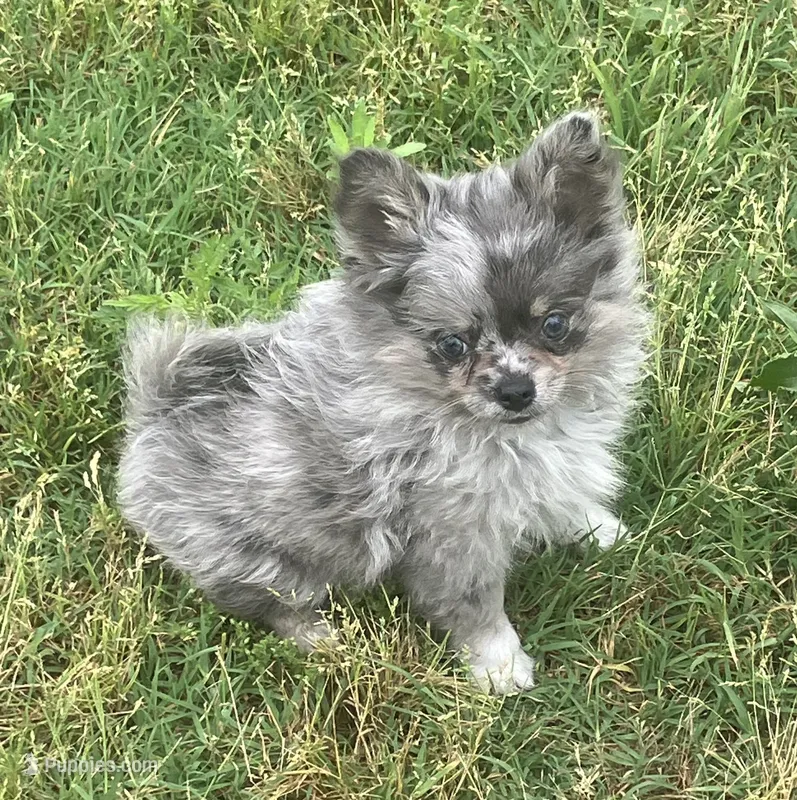 AKC Libby – Chihuahua puppy for sale in Shawnee, OK