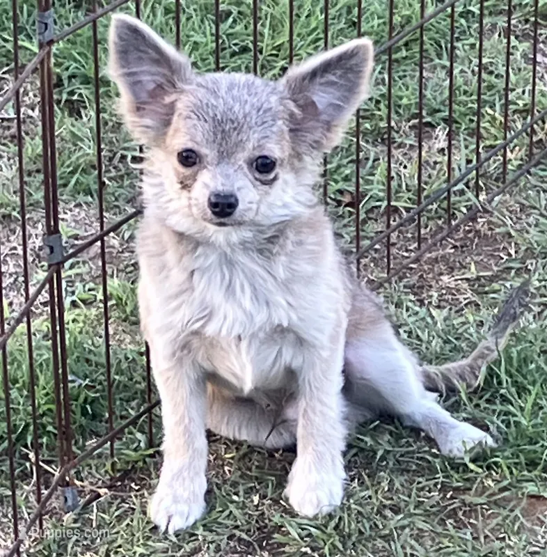 AKC Katie’s Blu – Chihuahua puppy for sale in Shawnee, OK
