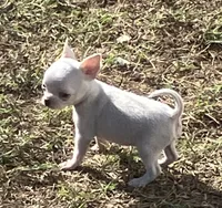 AKC Rolly, a male Chihuahua for sale in Shawnee, OK – 2 of 6