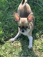 Champion Sired AKC Earl , a male Chihuahua for sale in Shawnee, OK – 1 of 4