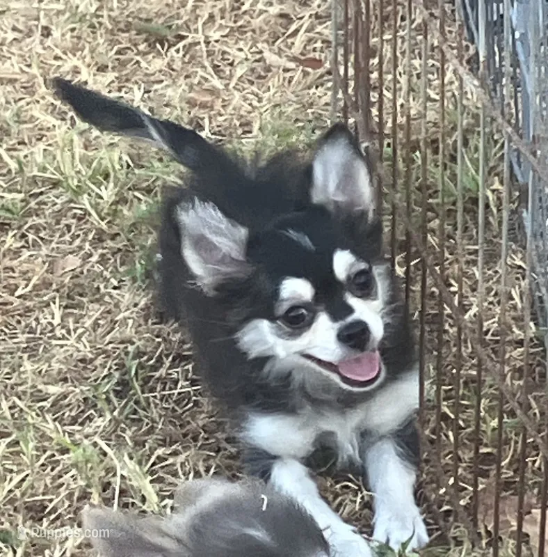AKC Kate – Chihuahua puppy for sale in Shawnee, OK