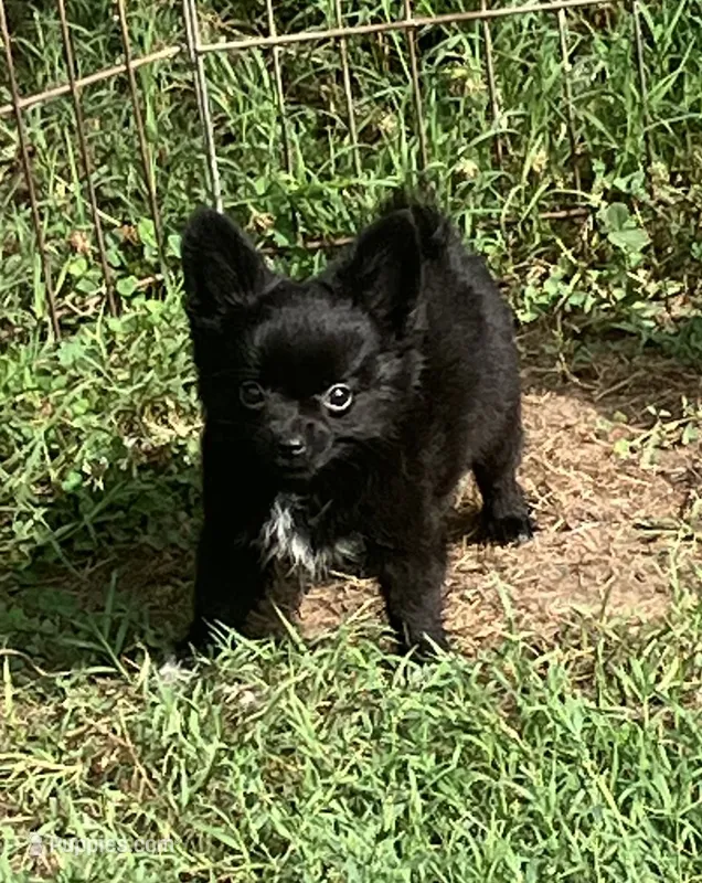 AKC Simba – Chihuahua puppy for sale in Shawnee, OK