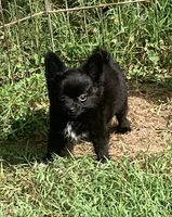 AKC Simba, a male Chihuahua for sale in Shawnee, OK – 1 of 1