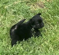 AKC Lincoln , a male Chihuahua for sale in Shawnee, OK – Photo 3 of 5
