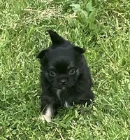 AKC Lincoln , a male Chihuahua for sale in Shawnee, OK – Photo 2 of 5
