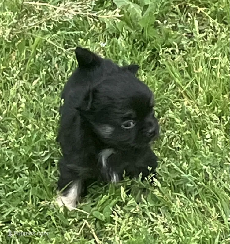 AKC Lincoln  – Chihuahua puppy for sale in Shawnee, OK
