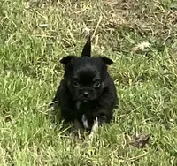 AKC Lincoln , a male Chihuahua for sale in Shawnee, OK – Photo 4 of 5