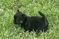 AKC Lincoln , a male Chihuahua for sale in Shawnee, OK – Photo 5 of 5