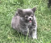 AKC Katie’s Blu, a male Chihuahua for sale in Shawnee, OK – 3 of 5